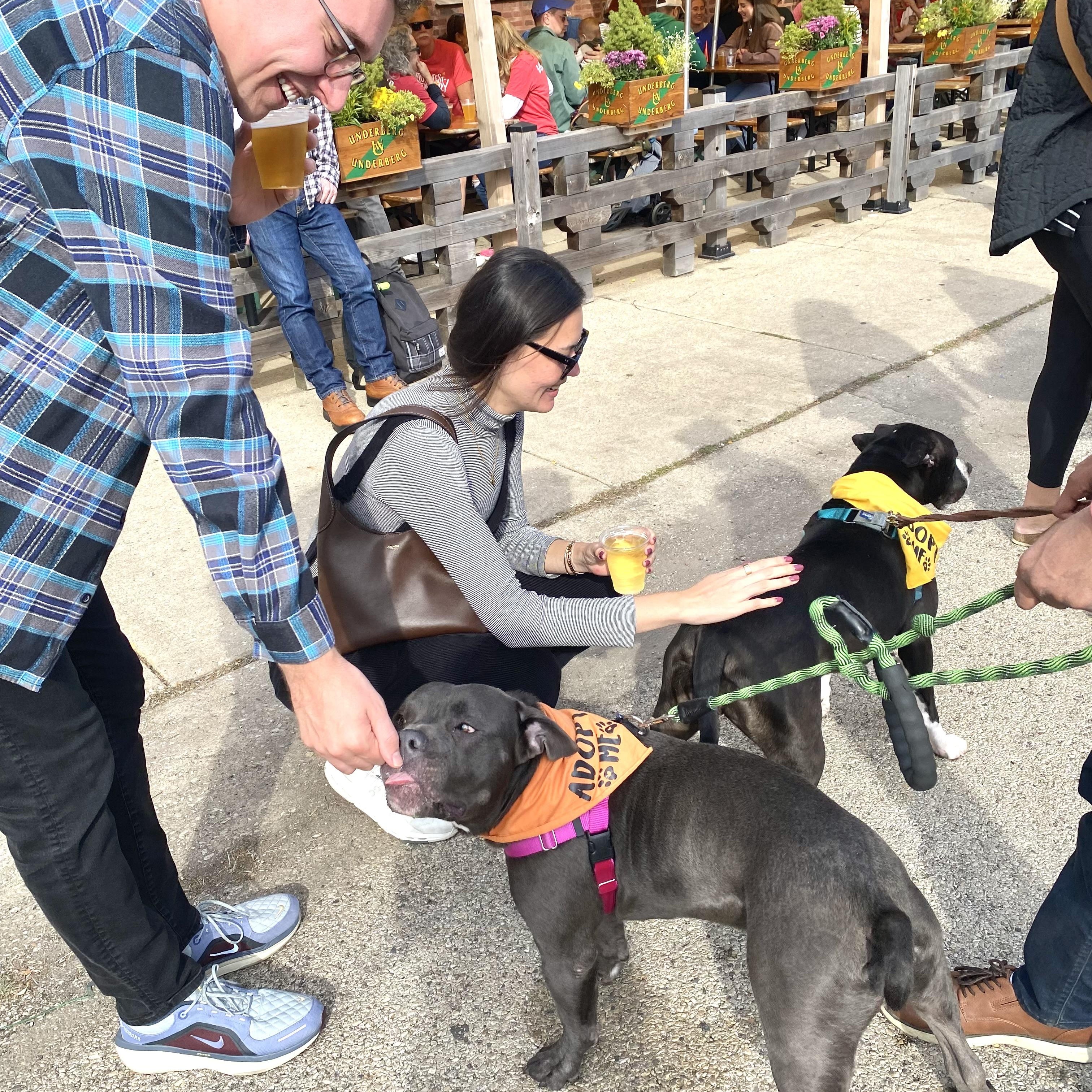 Maple Mae, a Adoptable Pit Bull Terrier in Chicago, IL image 6/6