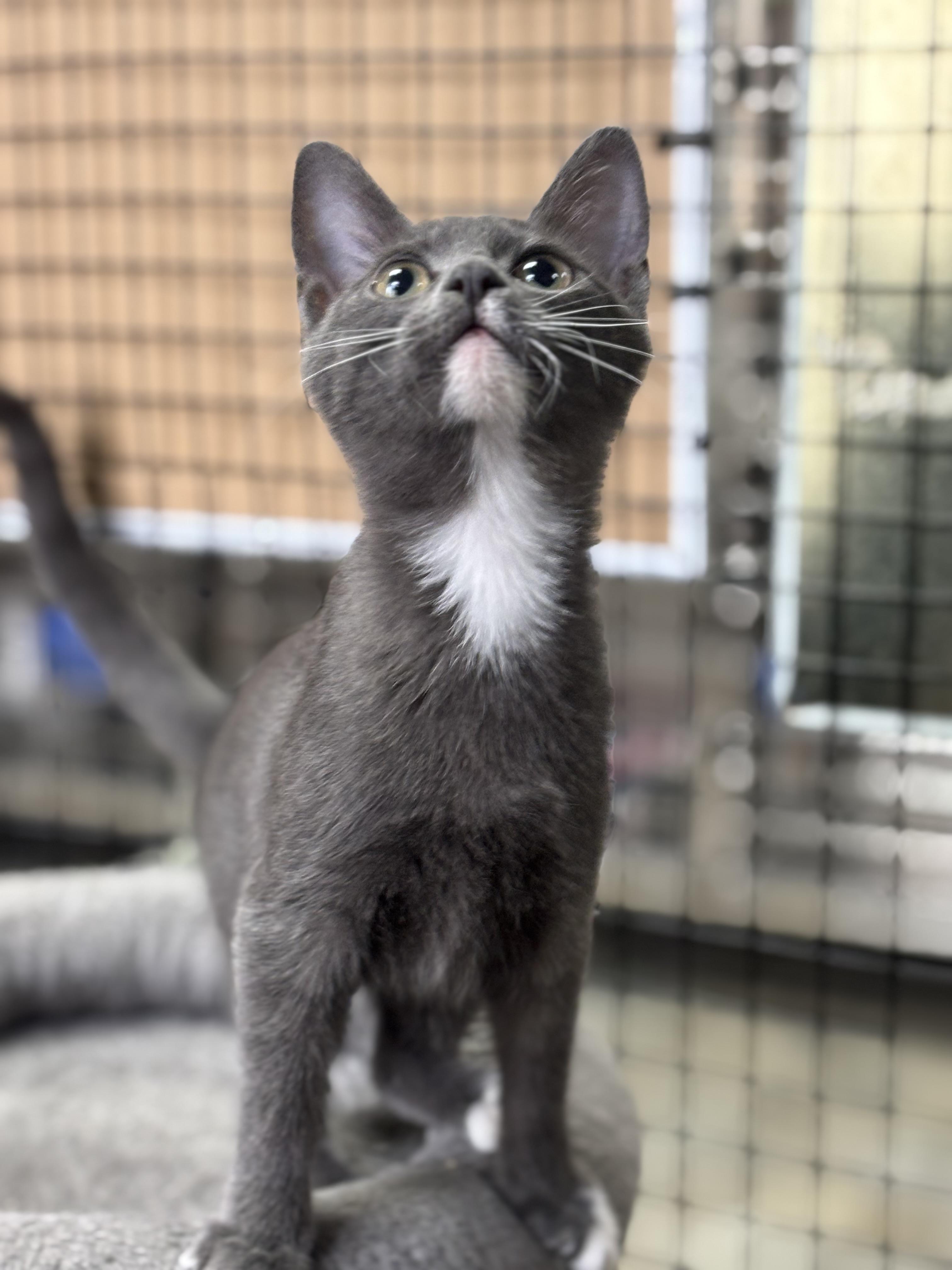 Xena, adopted, Kitten Female Domestic Short Hair.