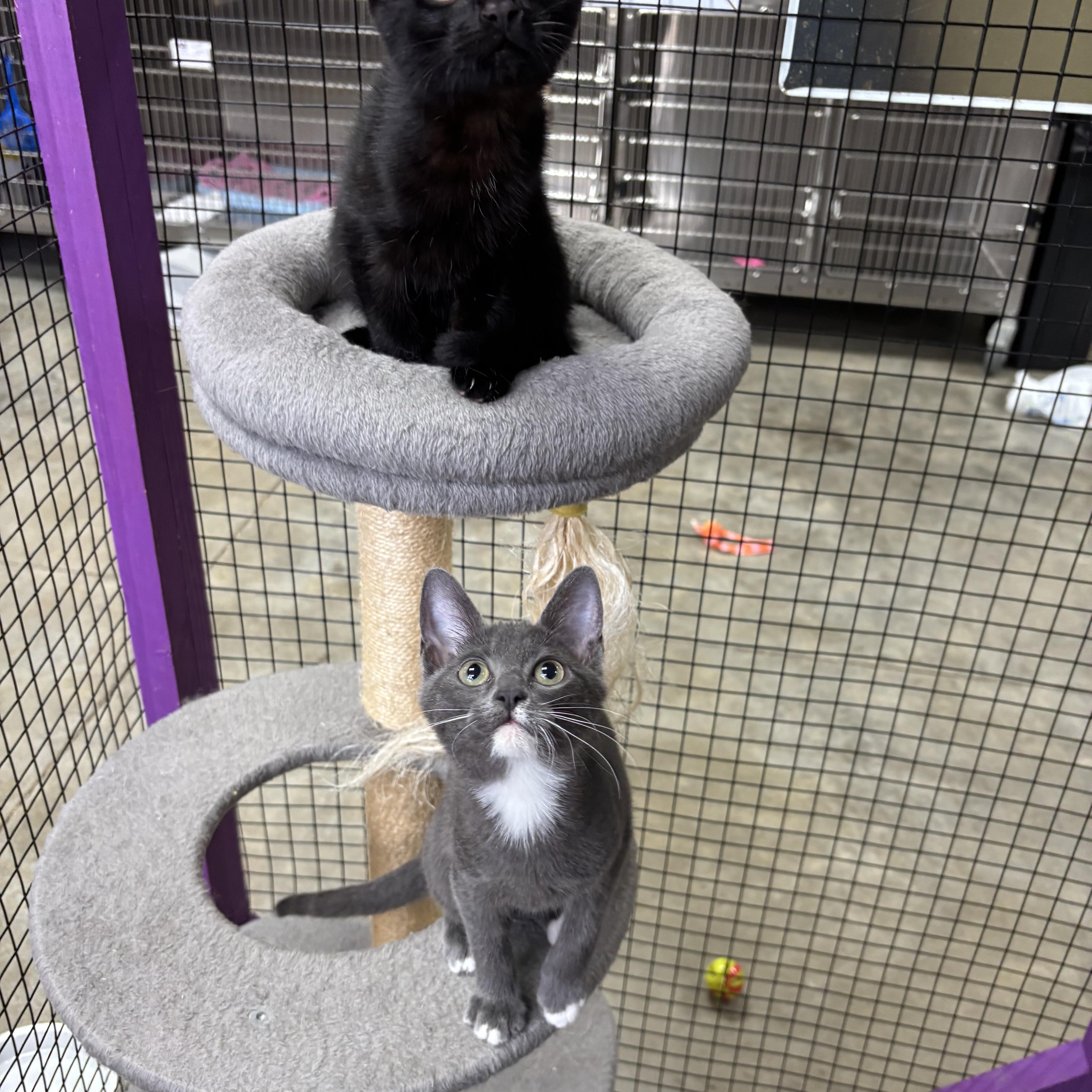 Xena, an adopted Domestic Short Hair in Collierville, TN image 3/3