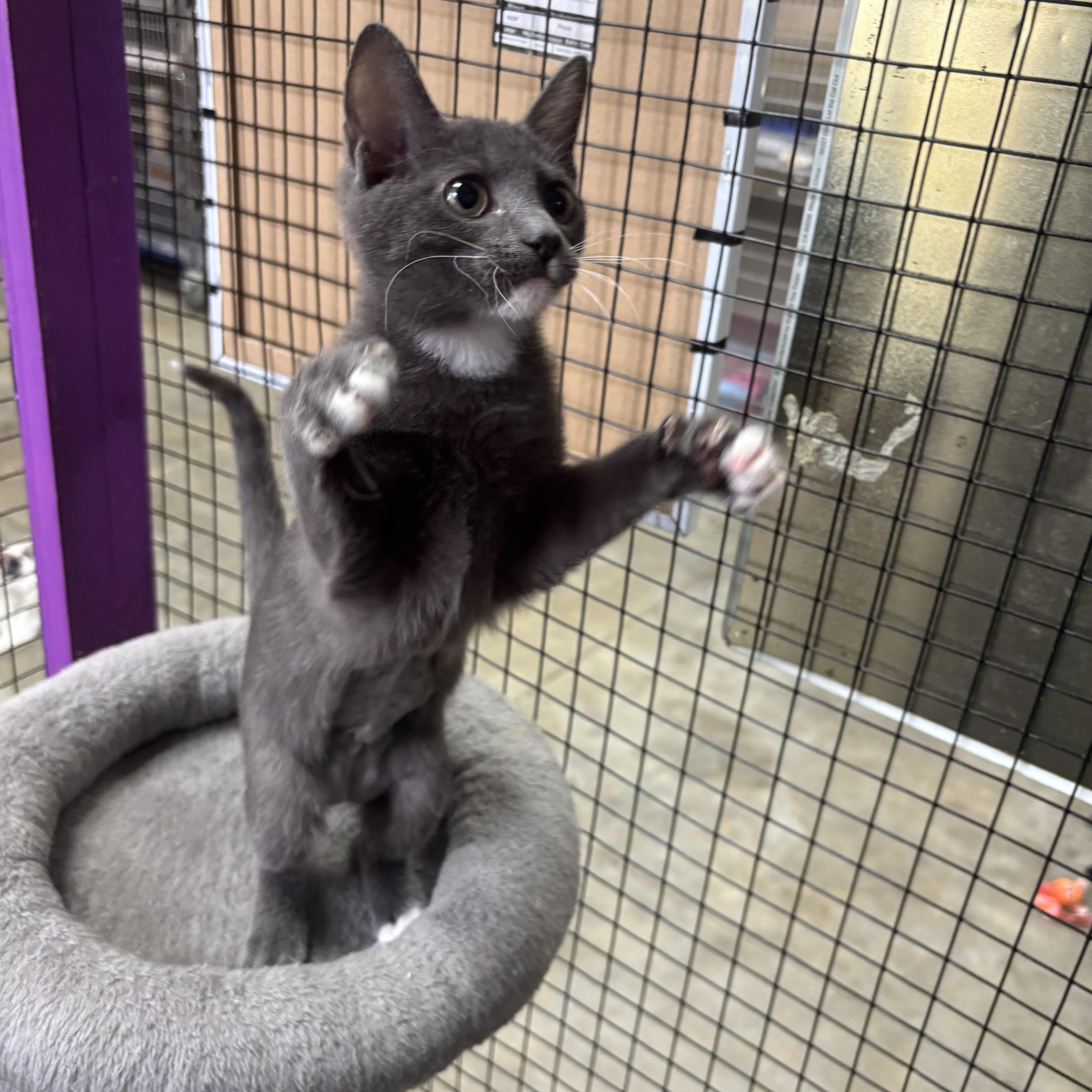 Xena, an adopted Domestic Short Hair in Collierville, TN image 2/3