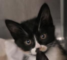 Arya, Adopted, Kitten Female Domestic Medium Hair.