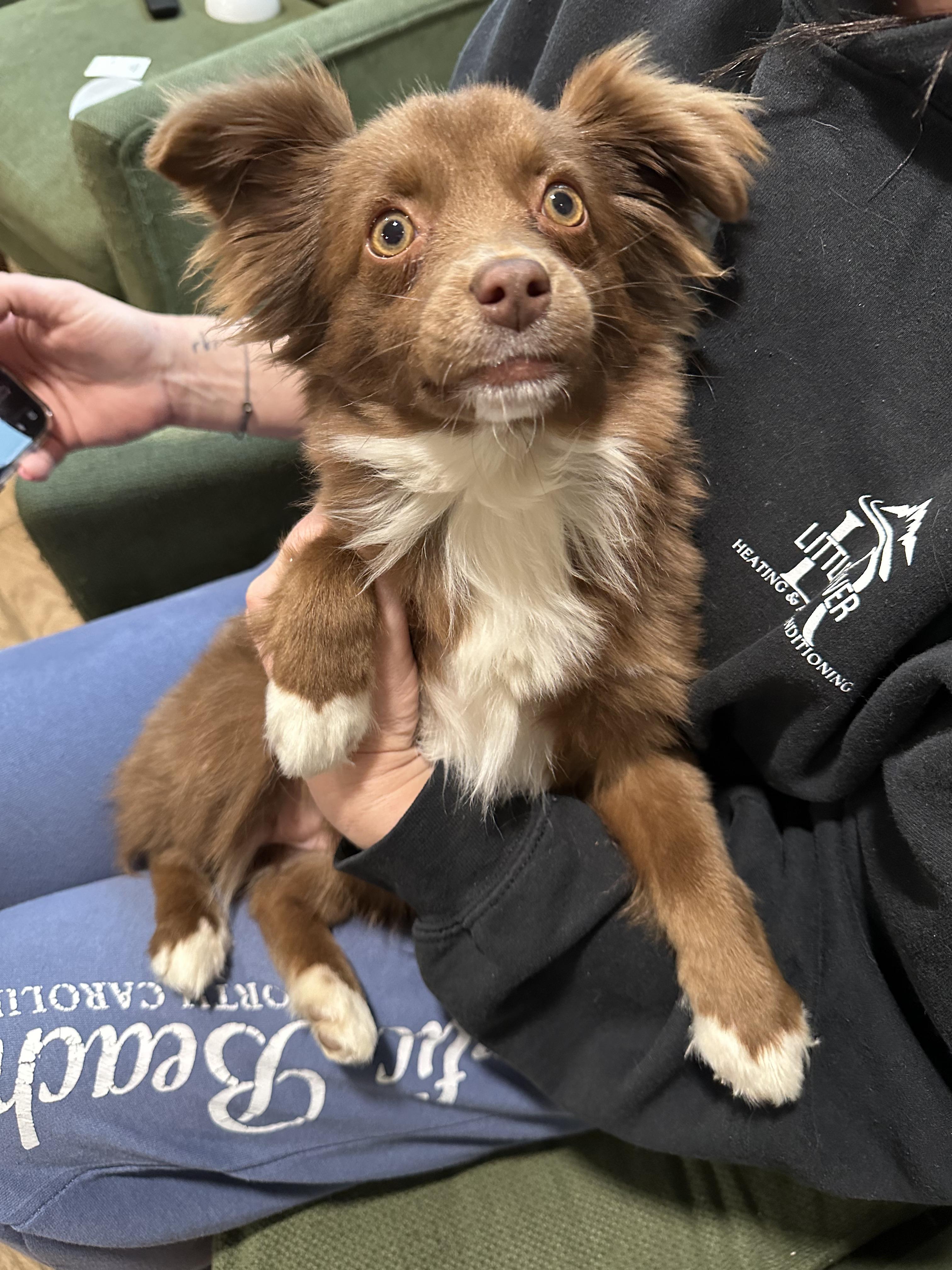 Zena - Community Post, an adopted Australian Shepherd in Floyd, VA image 1/6