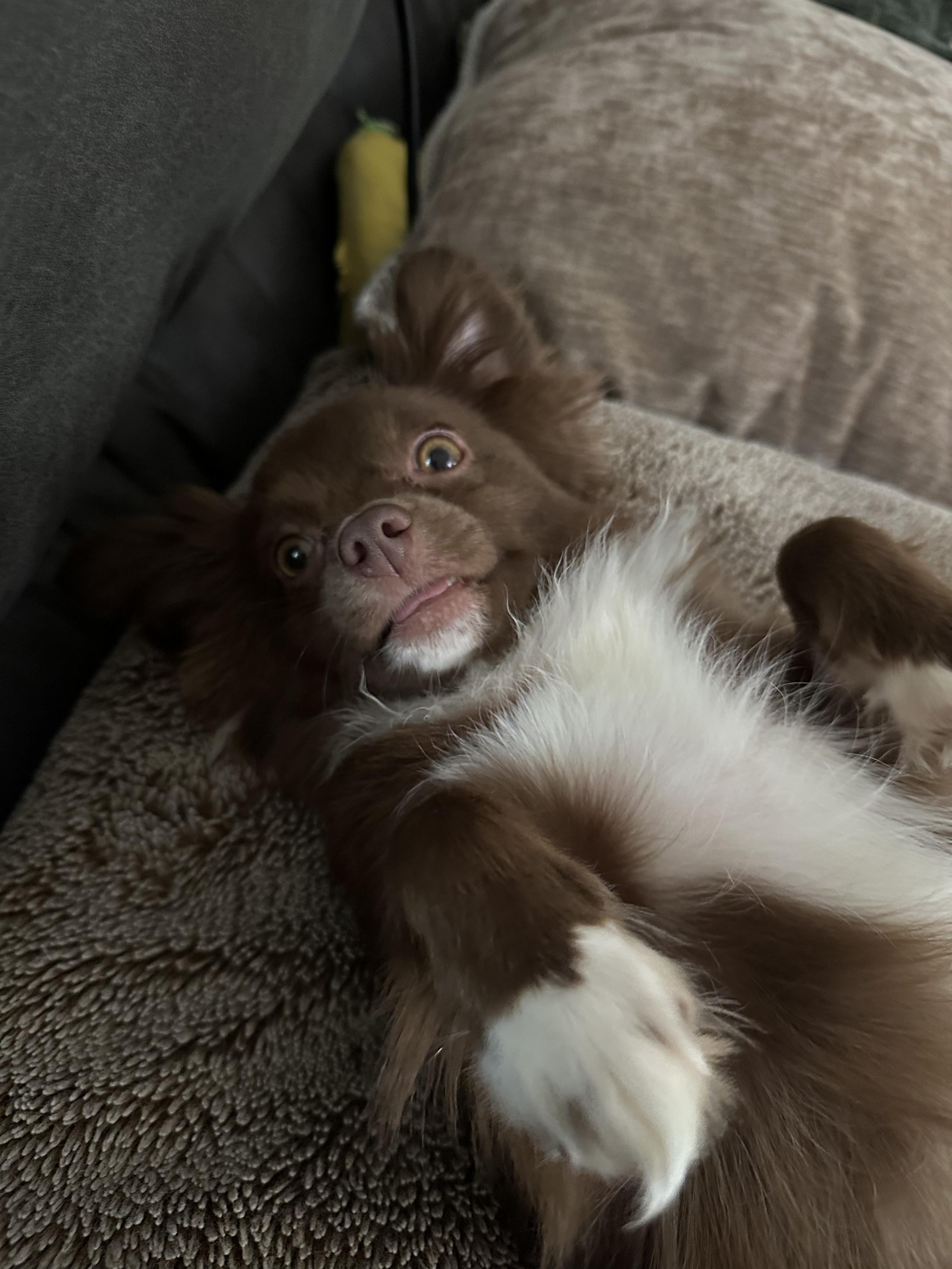 Zena - Community Post, an adopted Australian Shepherd in Floyd, VA image 3/6