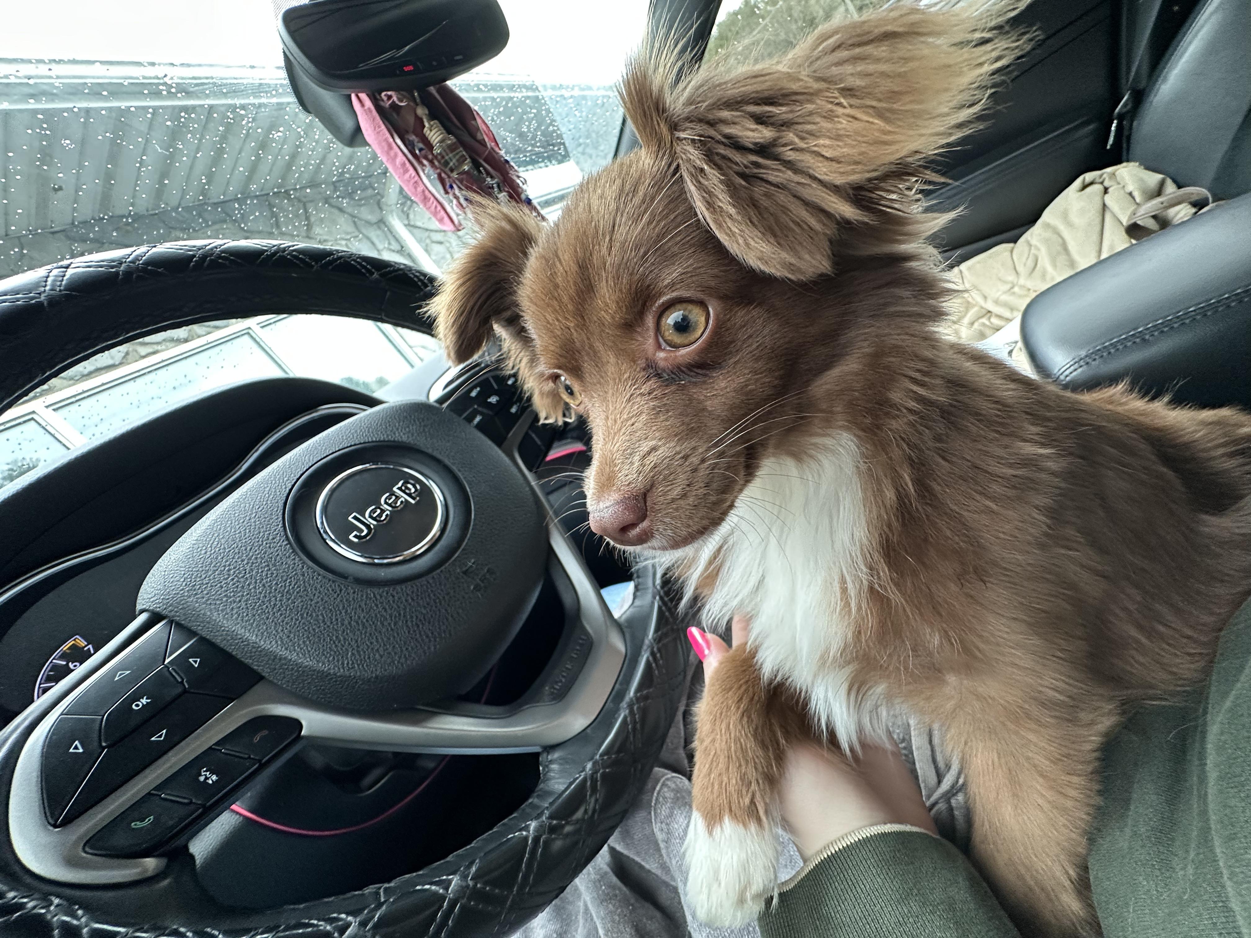 Zena - Community Post, an adopted Australian Shepherd in Floyd, VA image 2/6