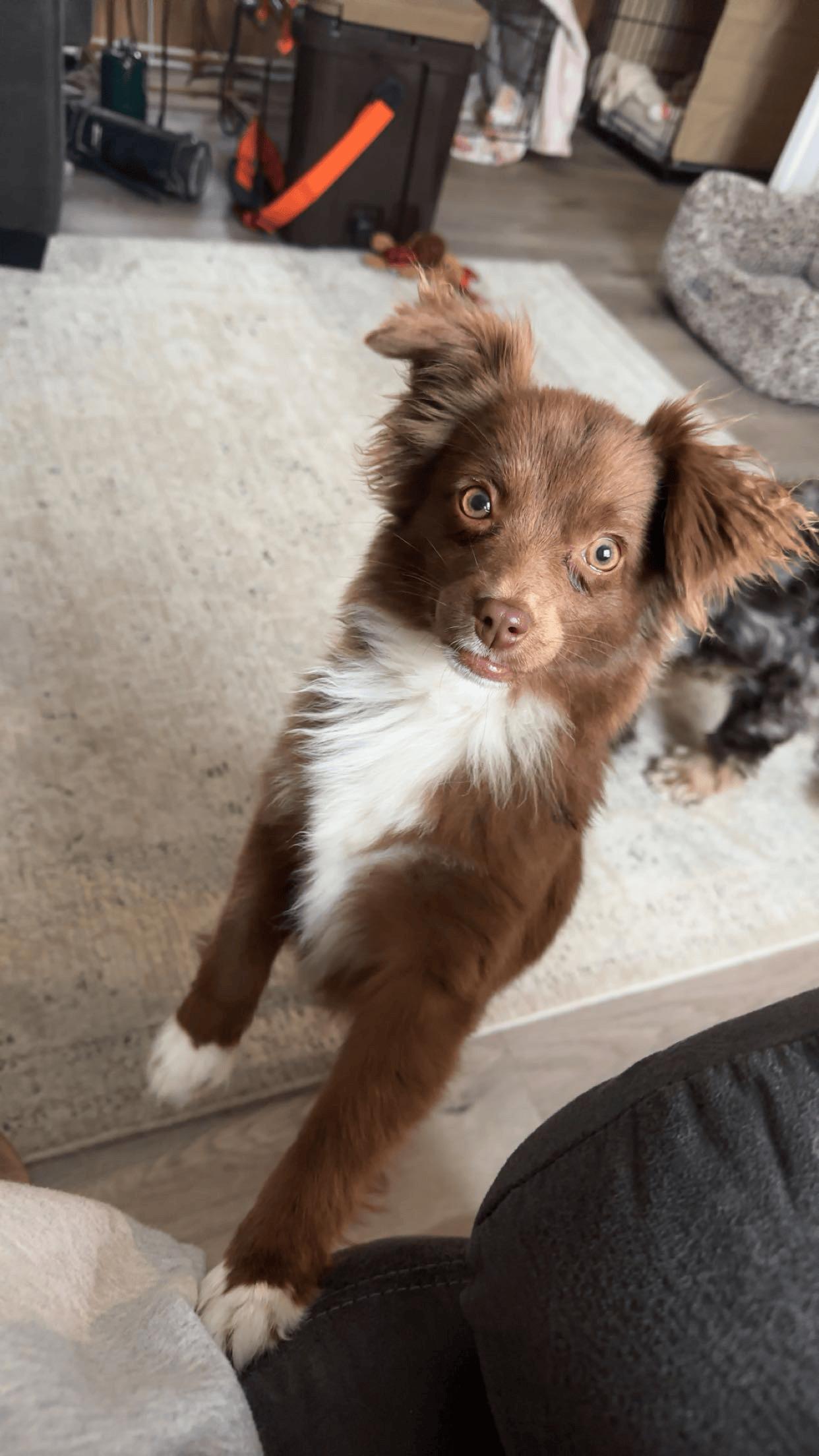 Zena - Community Post, an adopted Australian Shepherd in Floyd, VA image 4/6