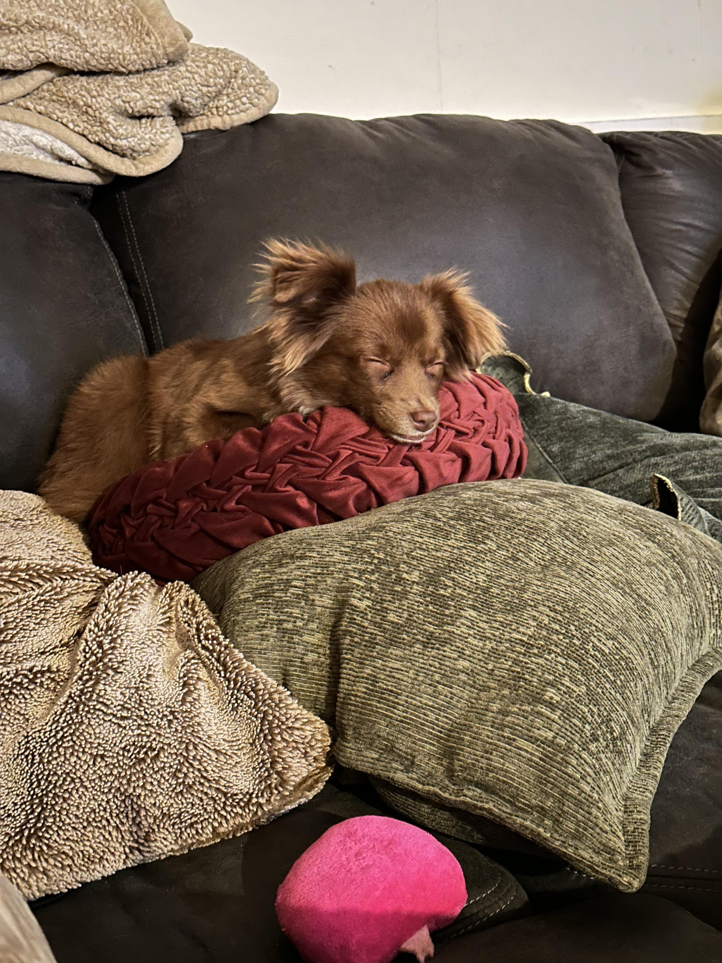 Zena - Community Post, an adopted Australian Shepherd in Floyd, VA image 5/6