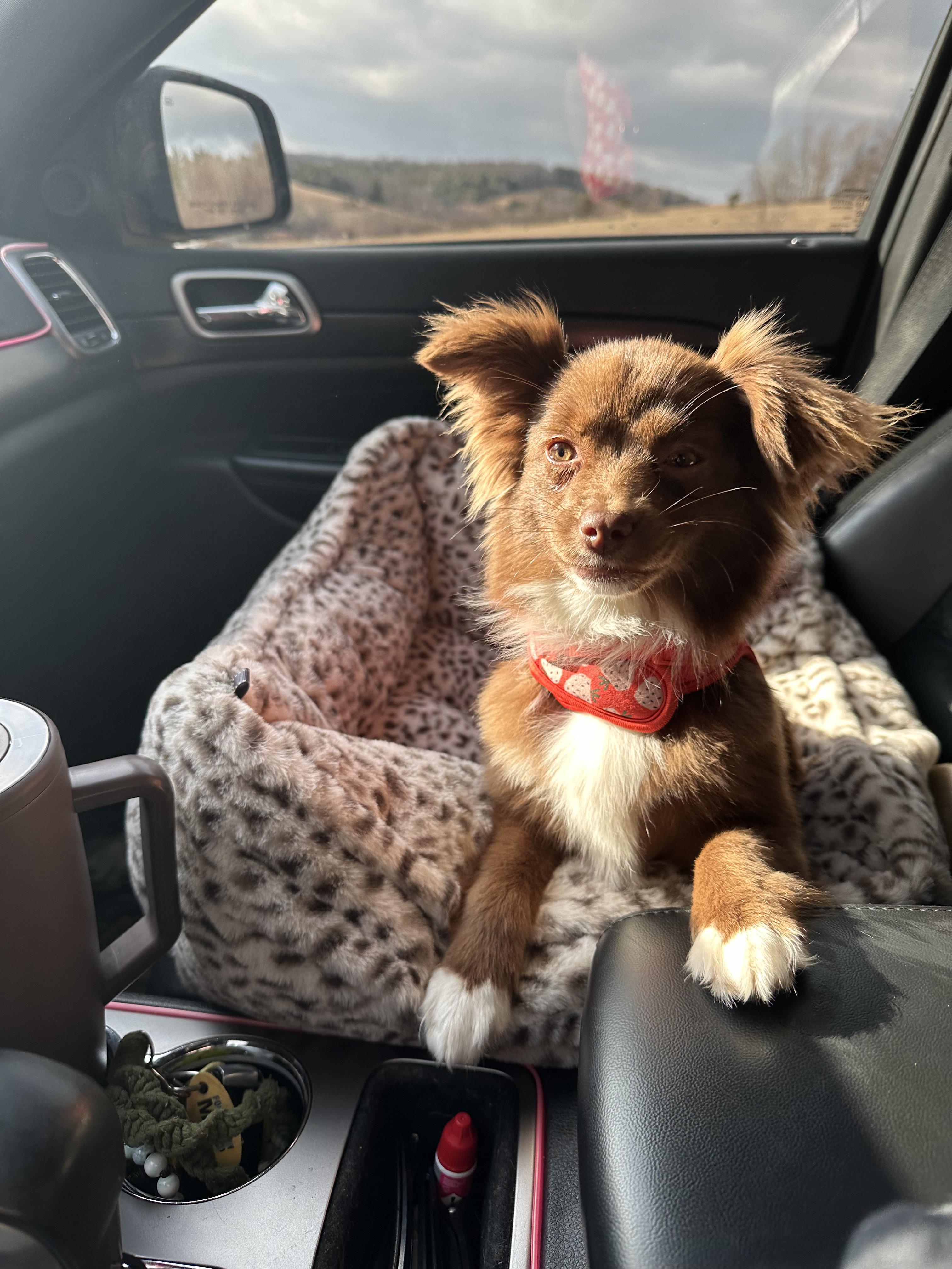 Zena - Community Post, an adopted Australian Shepherd in Floyd, VA image 6/6