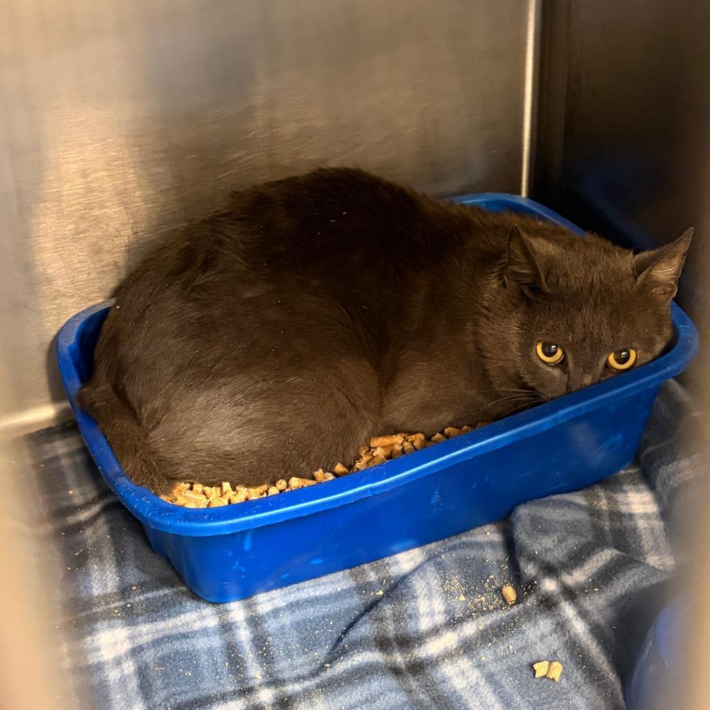 Enlarge Barney, a Adoptable Domestic Short Hair in Franklin, NC image 1/1