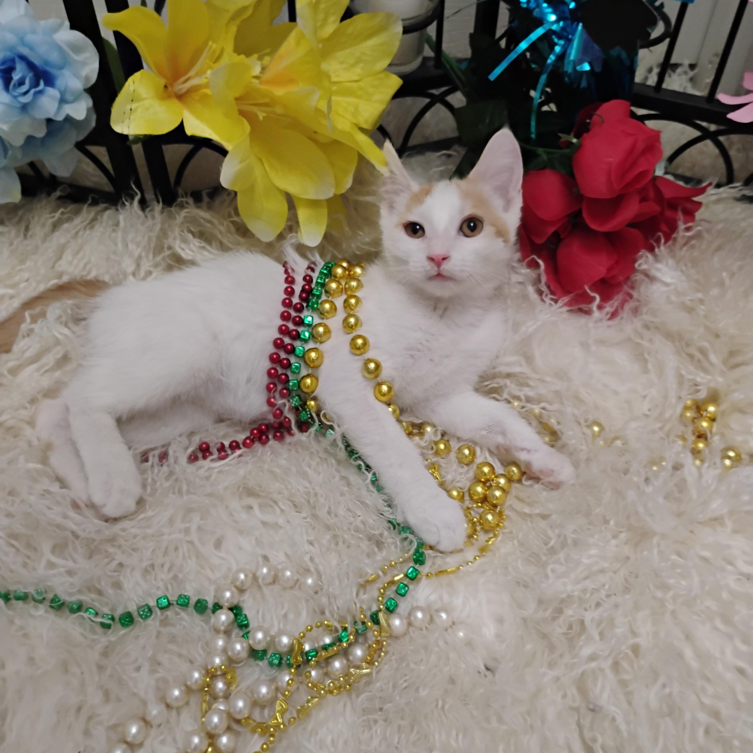 Cat for adoption - Peyton M 2 lb all abt fun! $100/kids, a Domestic ...