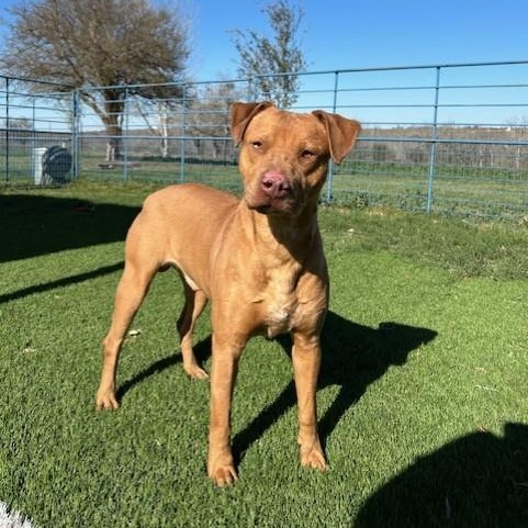 Trooper, Young Male Rhodesian Ridgeback