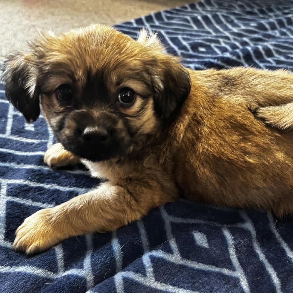 Enlarge Beast, a Adoptable mixed breed in West Richland, WA image 2/2