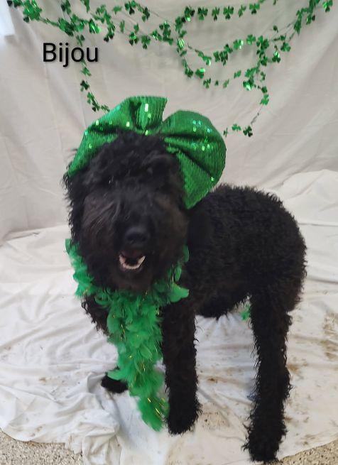Bijou, adopted, Young Female Labradoodle.