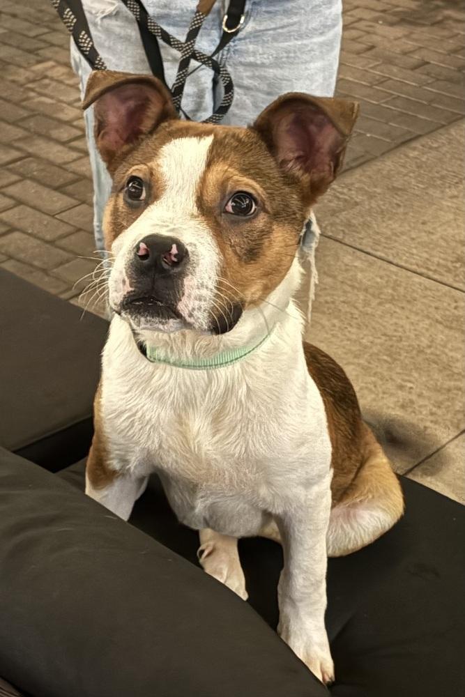 Enlarge Smiley, a Adoptable mixed breed in Plymouth, MN image 1/5