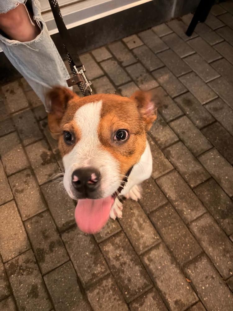 Enlarge Smiley, a Adoptable mixed breed in Plymouth, MN image 3/5