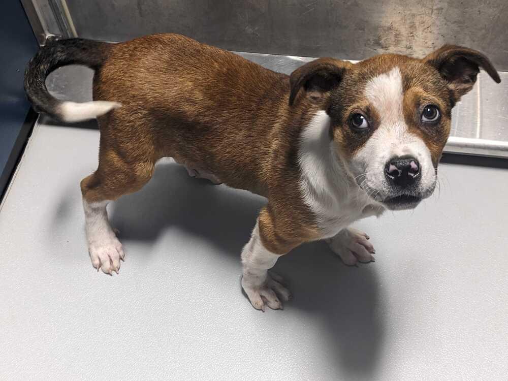 Smiley, Adoptable, Puppy Male Terrier.