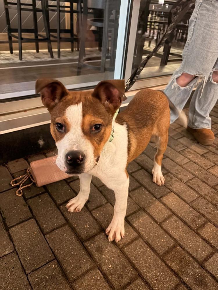 Enlarge Smiley, a Adoptable mixed breed in Plymouth, MN image 5/5