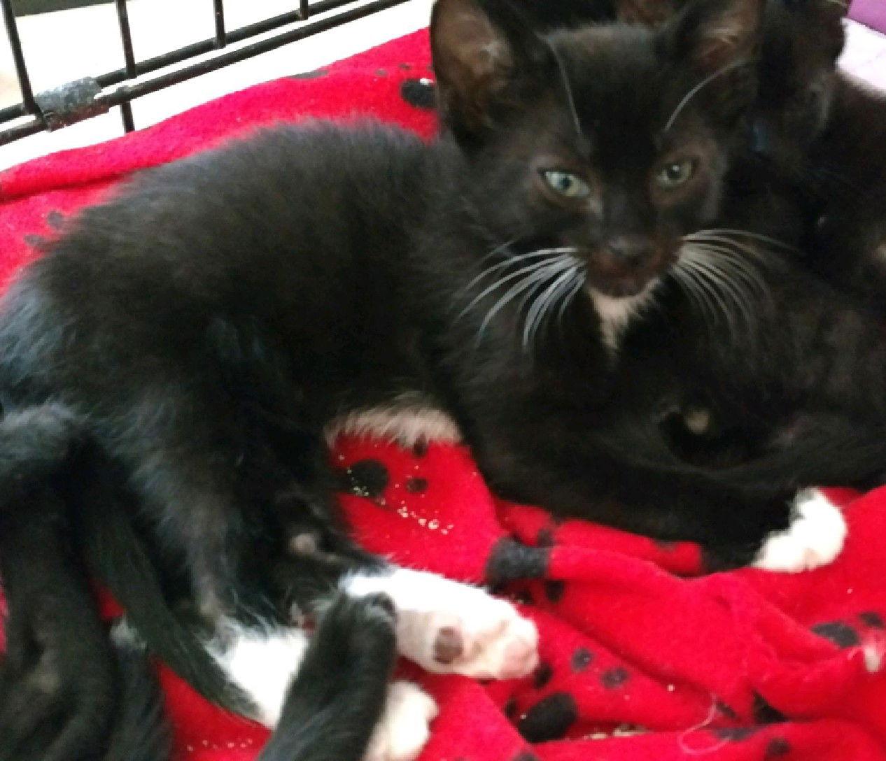 Muenster, Adoptable, Young Male Domestic Short Hair.