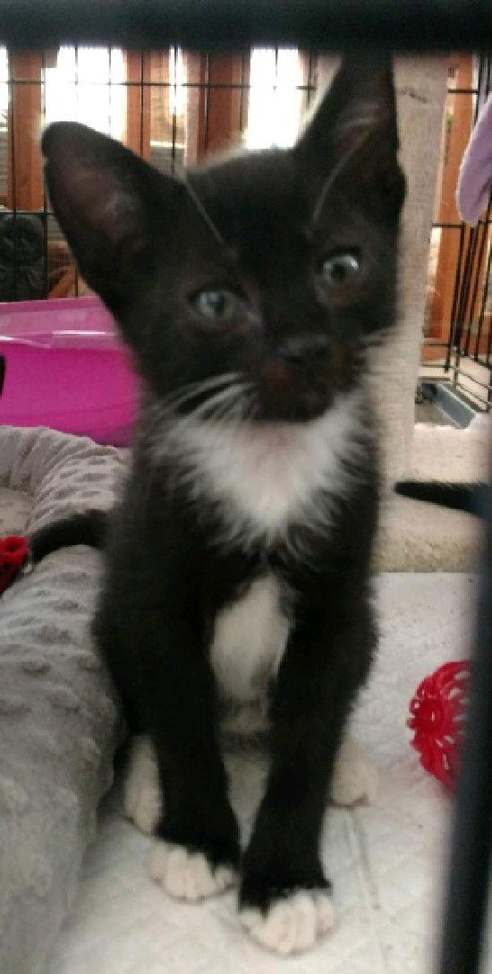 Enlarge Muenster, a Adoptable Domestic Short Hair in Tampa, FL image 2/3