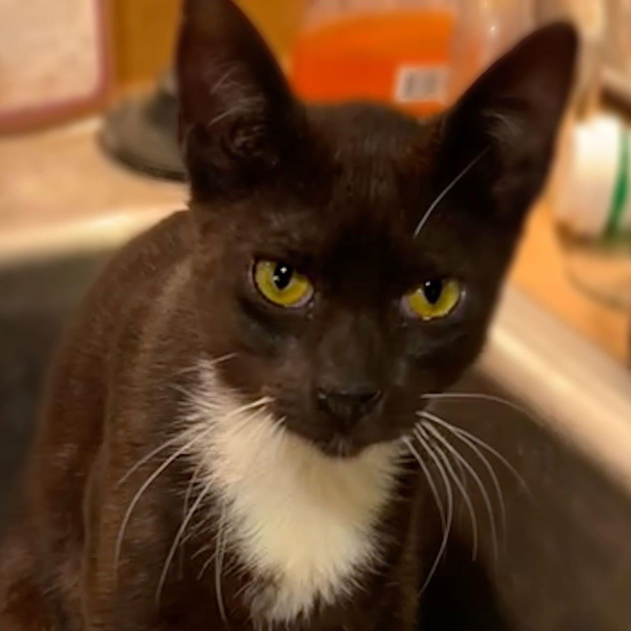 Enlarge Muenster, a Adoptable Domestic Short Hair in Tampa, FL image 3/3