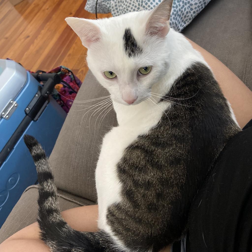 Maxwell Lee, a Adoptable Domestic Short Hair in Rochester, MN image 1/3