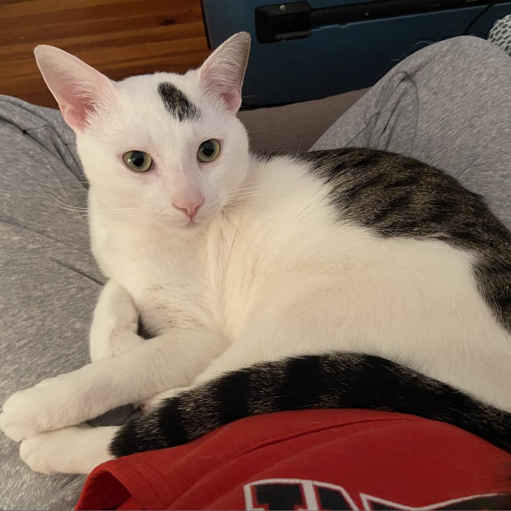 Maxwell Lee, a Adoptable Domestic Short Hair in Rochester, MN image 2/3