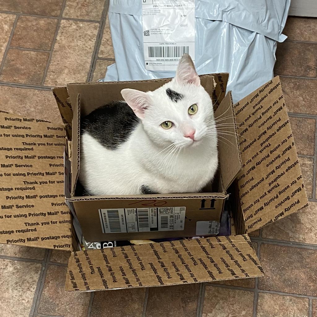 Maxwell Lee, a Adoptable Domestic Short Hair in Rochester, MN image 3/3