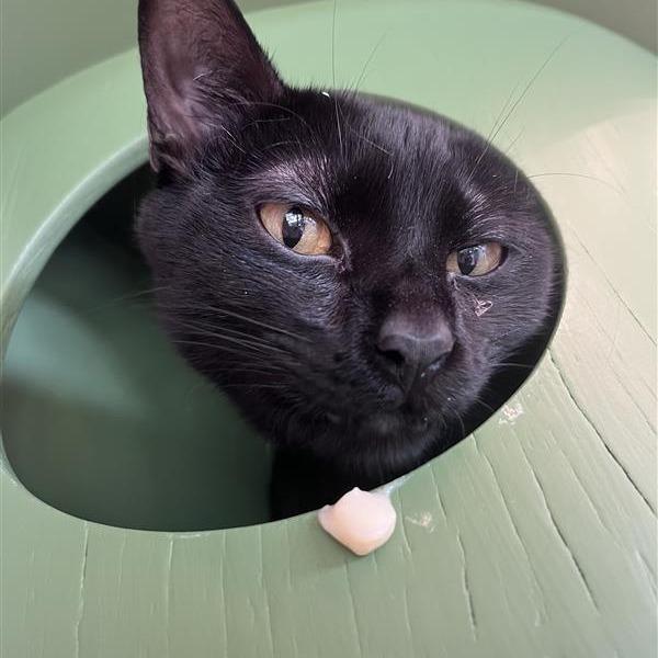 Manny, Adoptable, Young Male Domestic Short Hair.