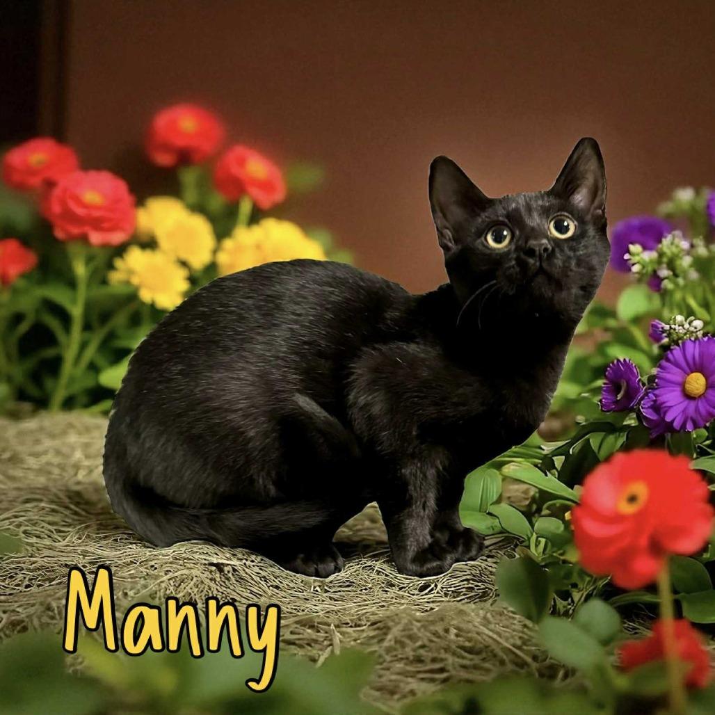 Enlarge Manny, a Adoptable Domestic Short Hair in Bentonville, AR image 2/2
