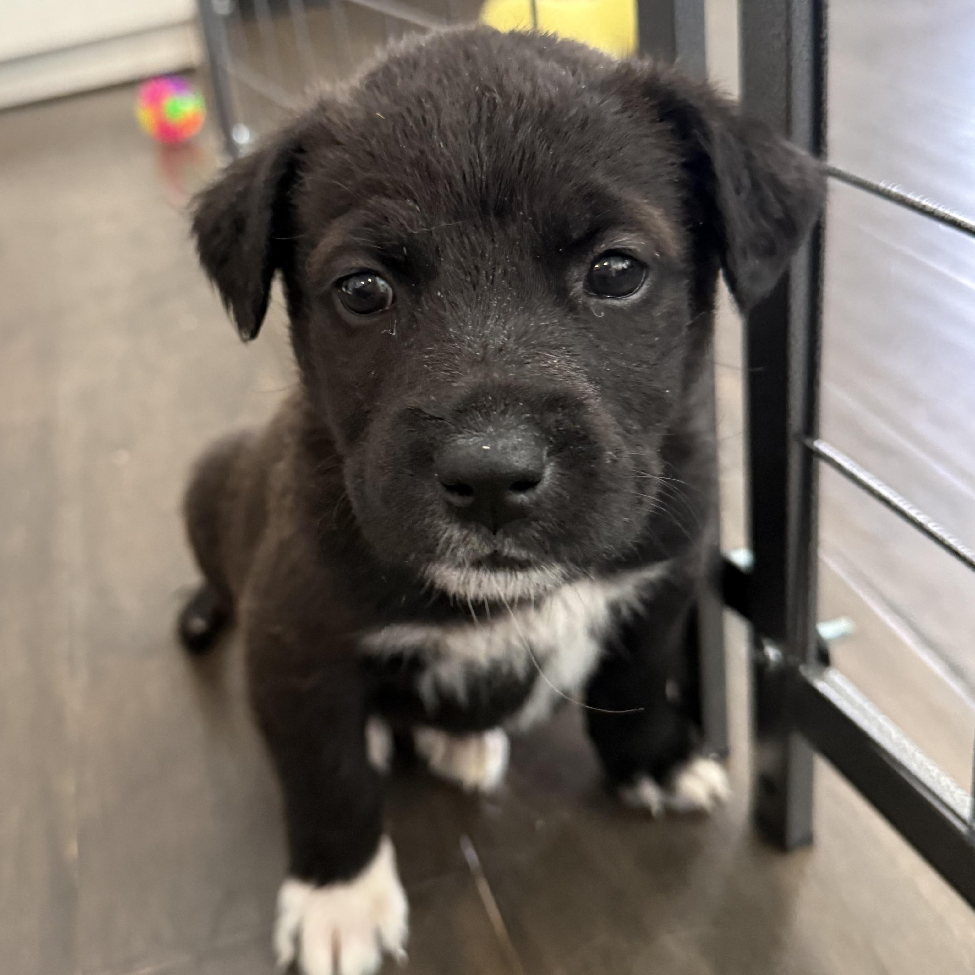 Starfruit — thumbnail 2