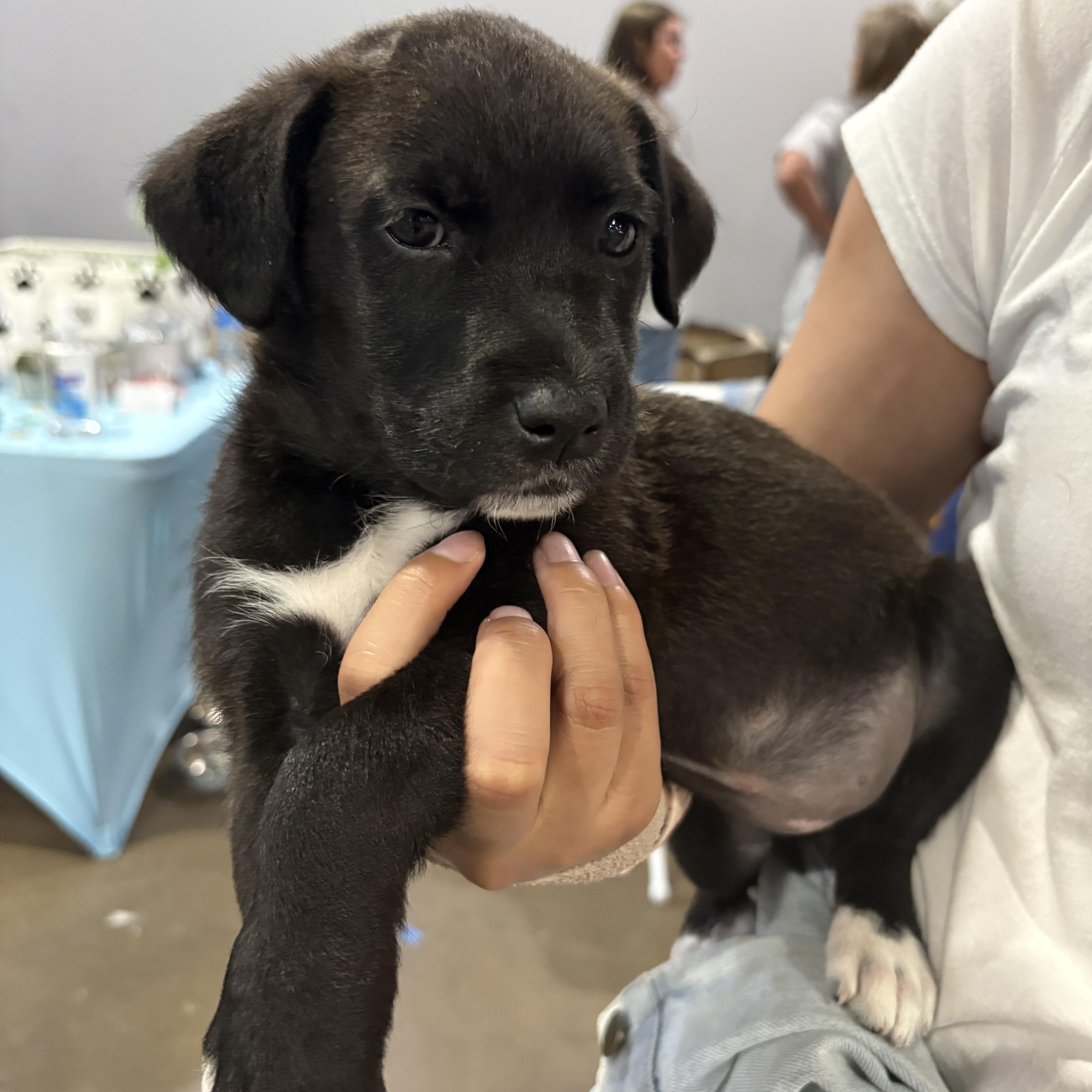 Starfruit — thumbnail 3