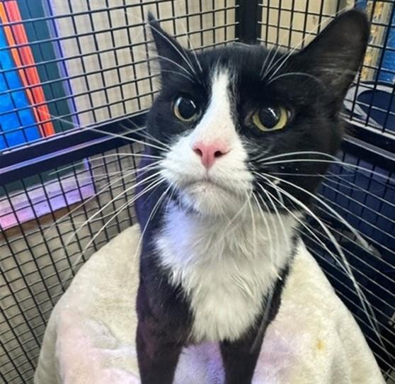 Enlarge COOKIE, a Adoptable mixed breed in Anchorage, AK image 1/1