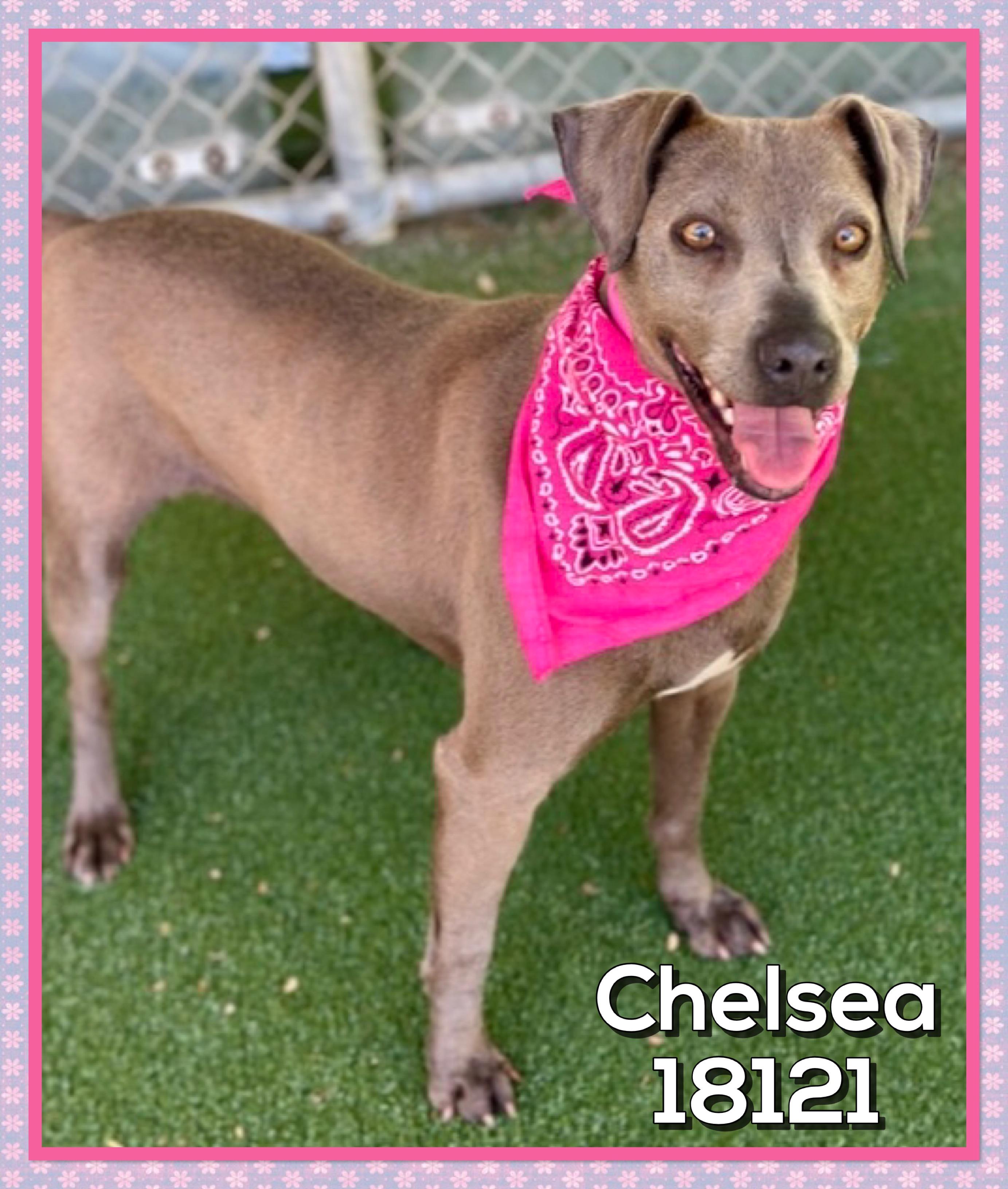 CHELSEA, a ADOPTABLE mixed breed in Marietta, GA image 3/5