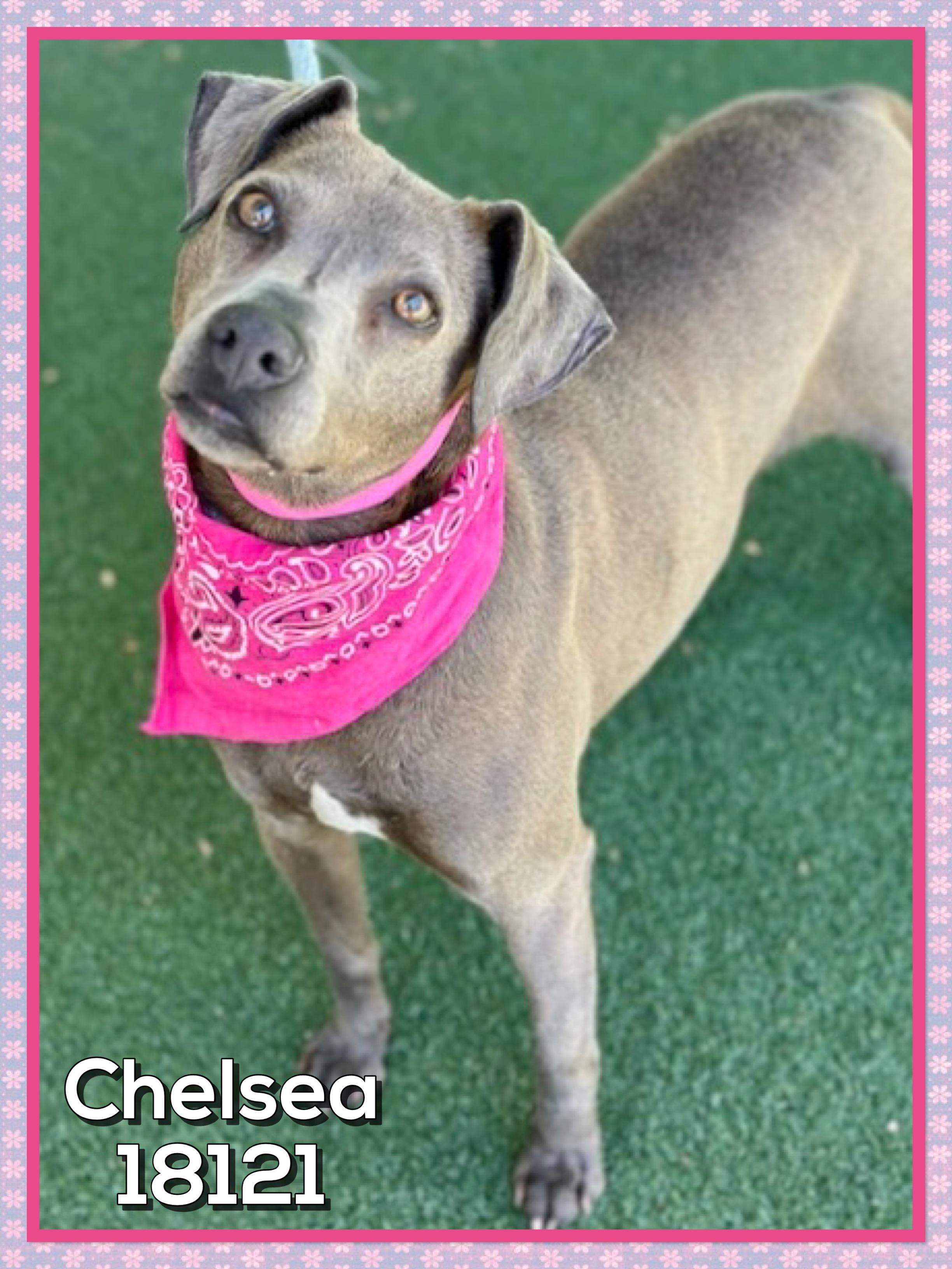 CHELSEA, a ADOPTABLE mixed breed in Marietta, GA image 5/5