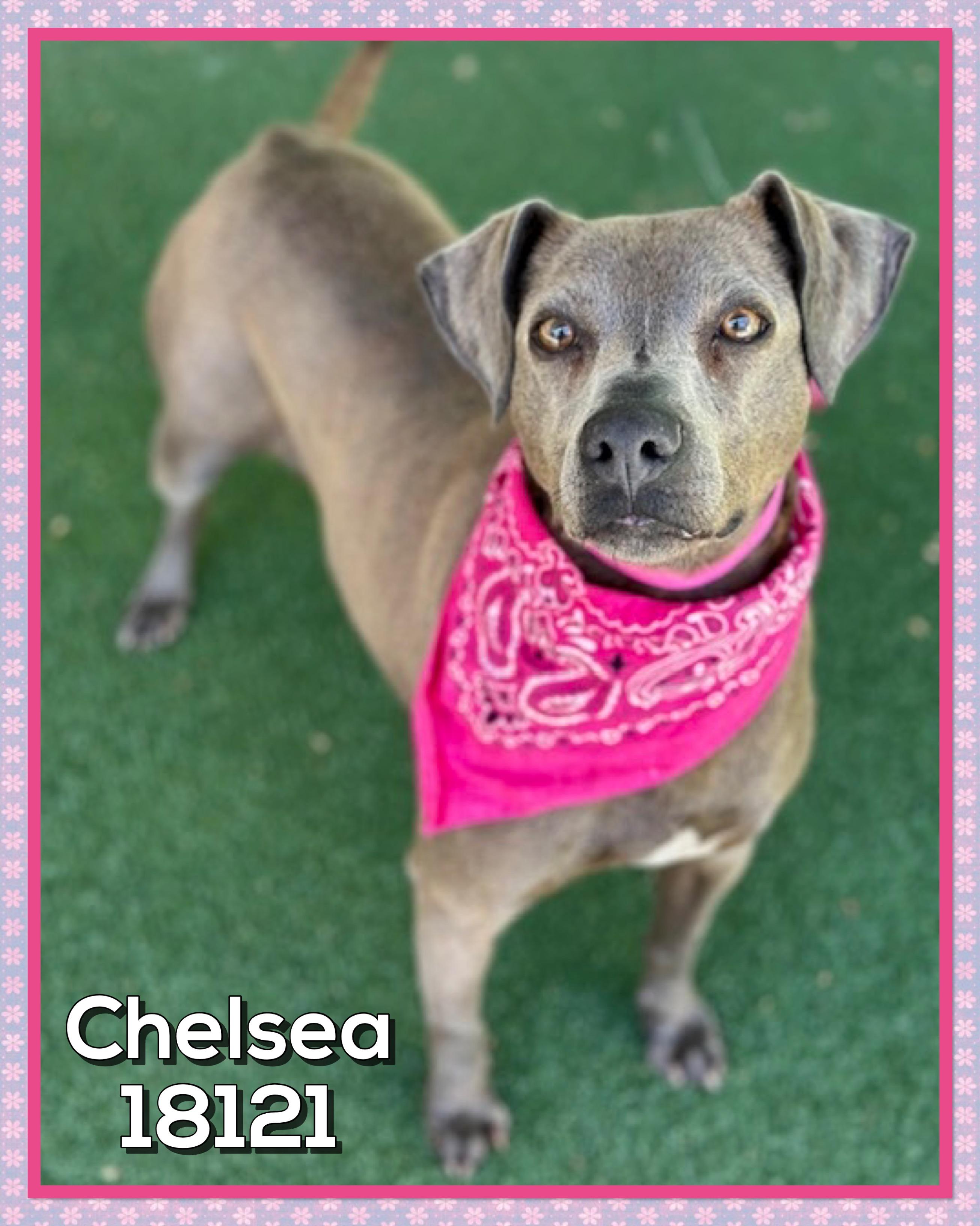 CHELSEA, a ADOPTABLE mixed breed in Marietta, GA image 2/5