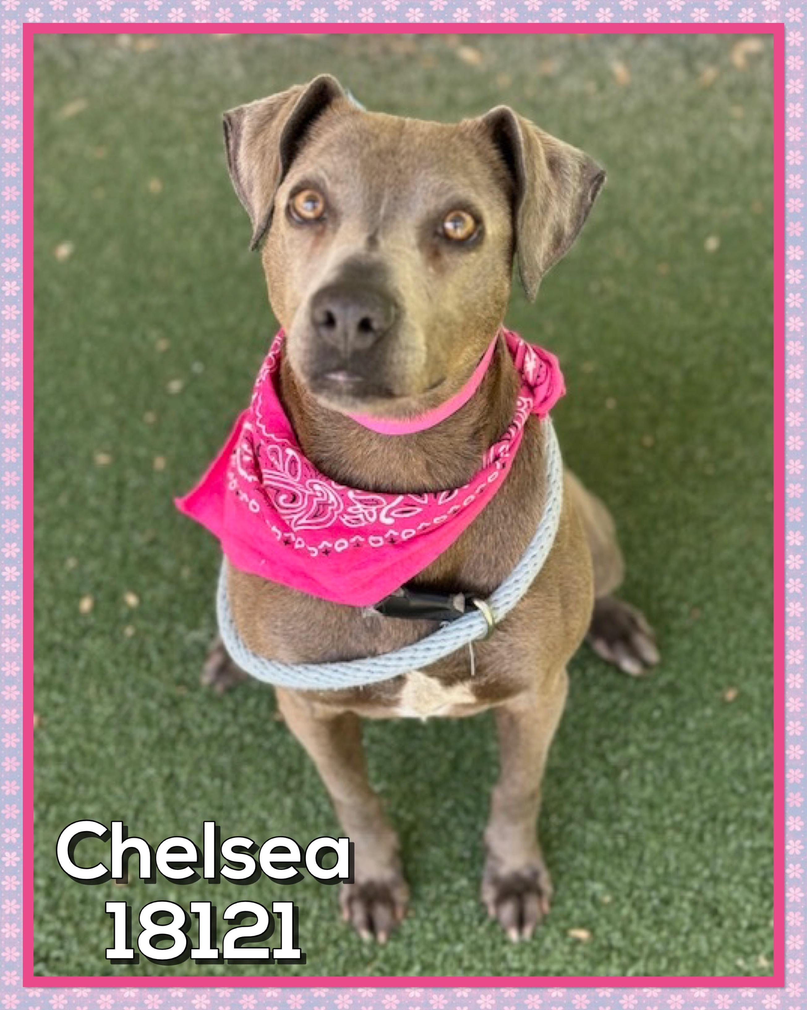 CHELSEA, a ADOPTABLE mixed breed in Marietta, GA image 4/5