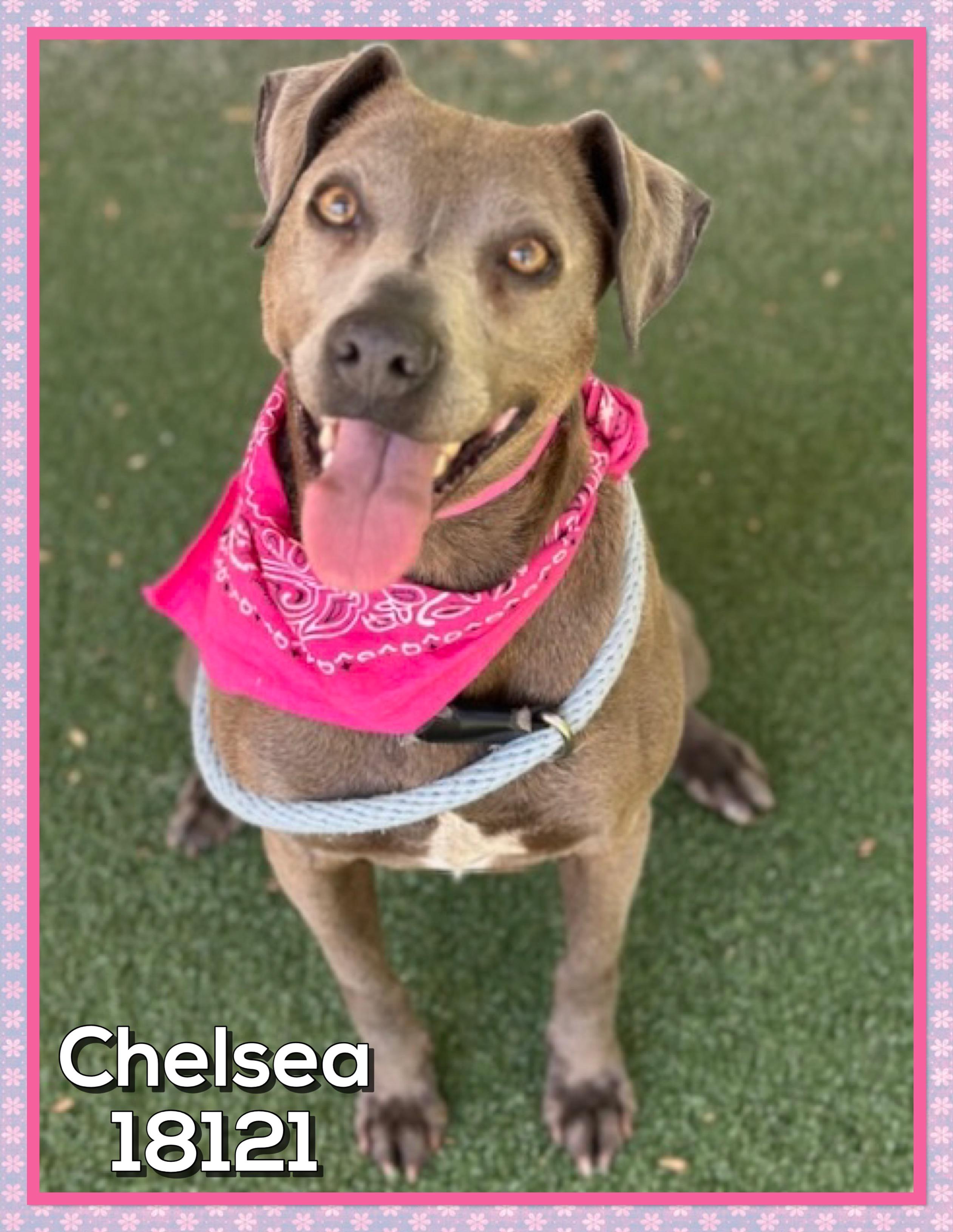 CHELSEA, ADOPTABLE, Adult Female Labrador Retriever & Weimaraner.