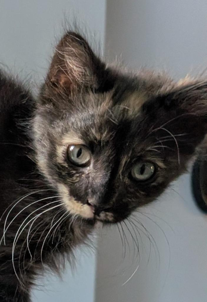Xena, a Adoptable mixed breed in Fort Oglethorpe, GA image 2/2