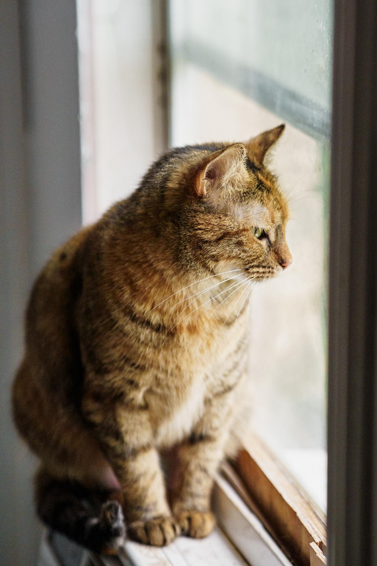 Hummingbird, a ADOPTABLE Torbie in Marble Falls, TX image 2/4