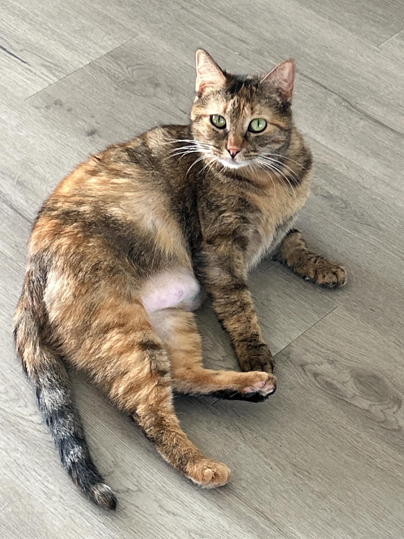 Hummingbird, a ADOPTABLE Torbie in Marble Falls, TX image 3/4