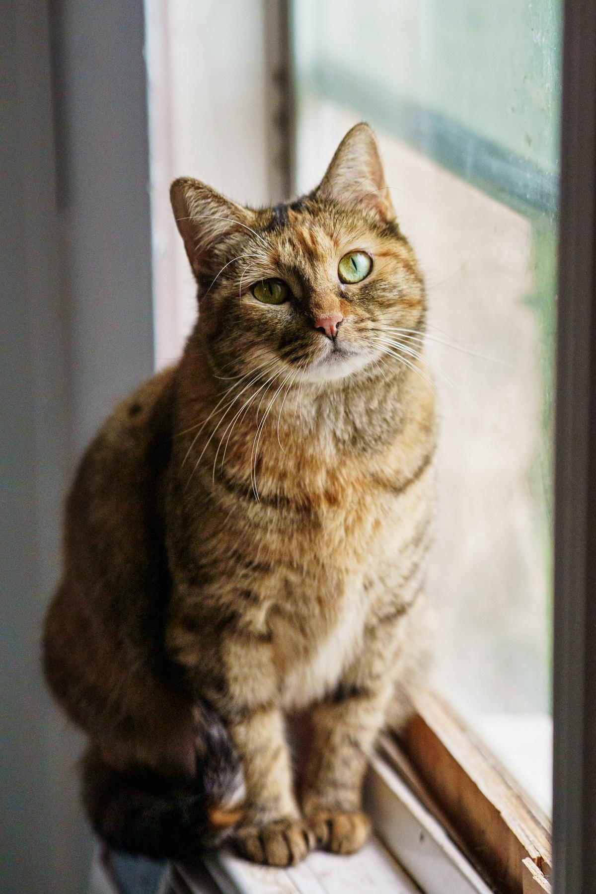 Hummingbird, ADOPTABLE, Adult Female Torbie.