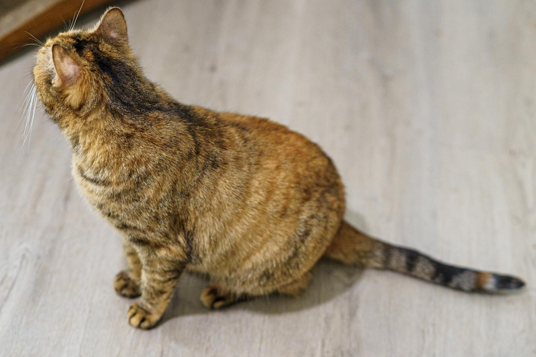 Hummingbird, a ADOPTABLE Torbie in Marble Falls, TX image 4/4