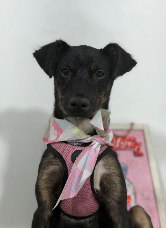 Merlin-One of our Amazing Rescue Dogs, ADOPTABLE, Puppy • Male, Australian Kelpie & Miniature Pinscher.