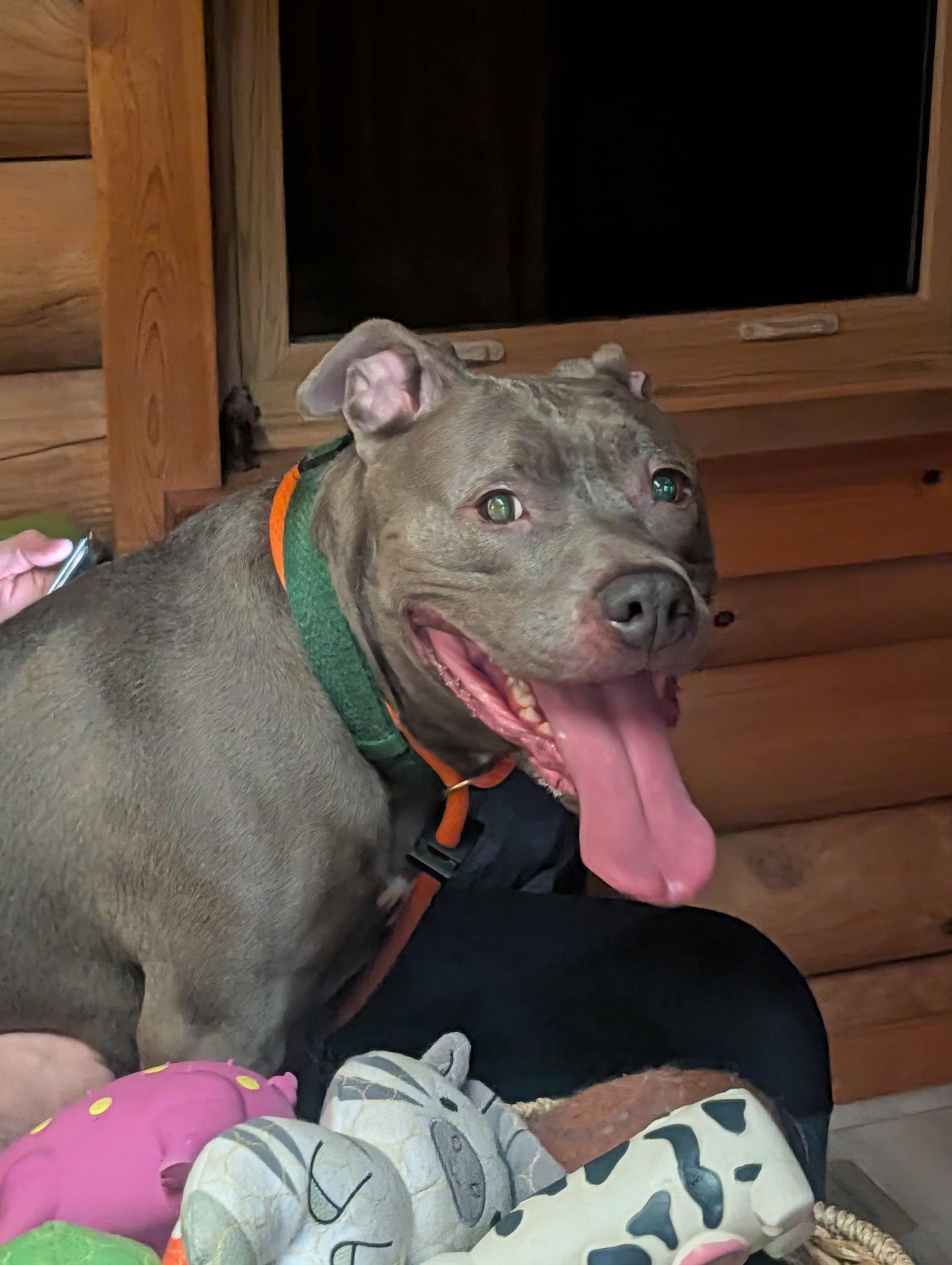 Subbie, Adoptable, Adult Female Pit Bull Terrier.