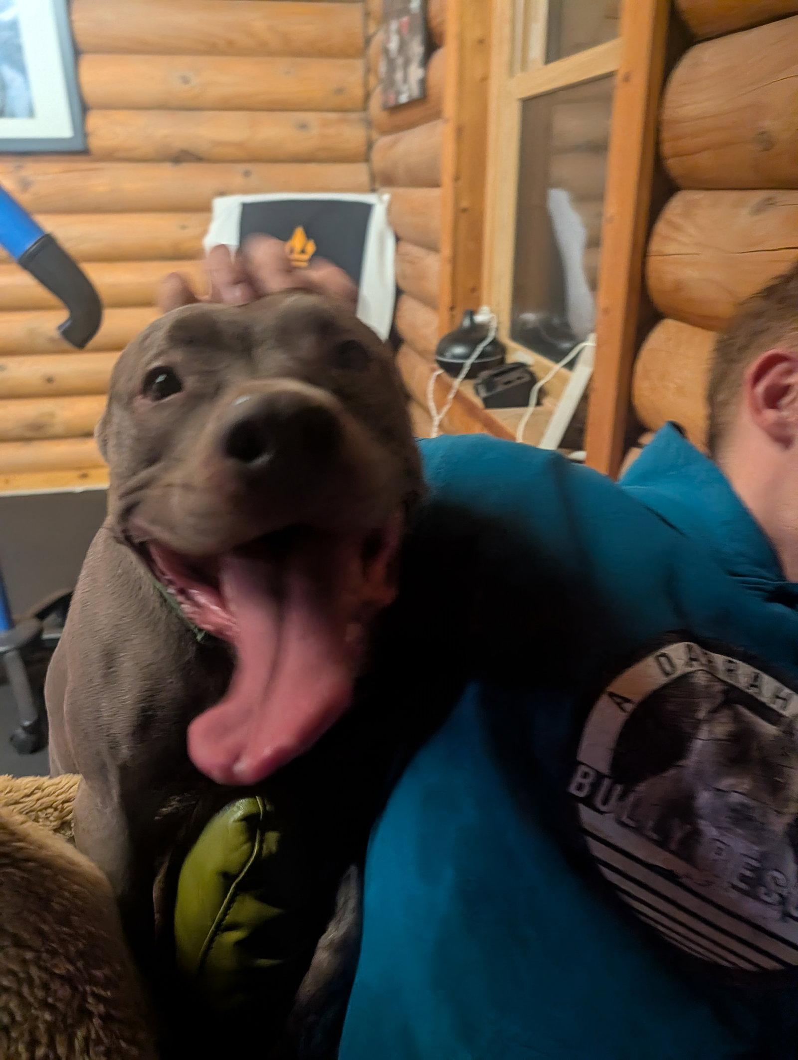 Enlarge Subbie, a Adoptable Pit Bull Terrier in Herndon, VA image 2/3