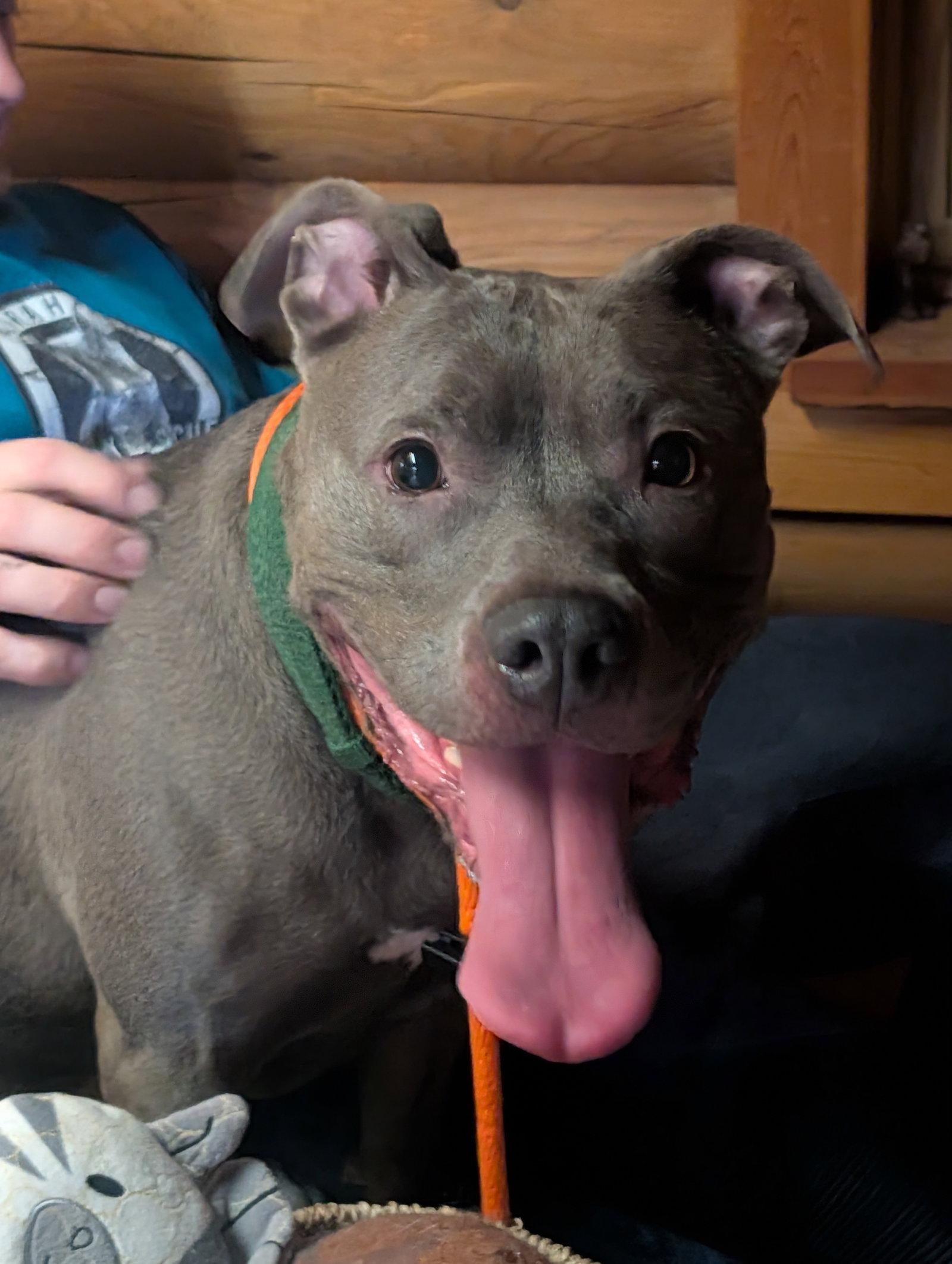 Enlarge Subbie, a Adoptable Pit Bull Terrier in Herndon, VA image 3/3