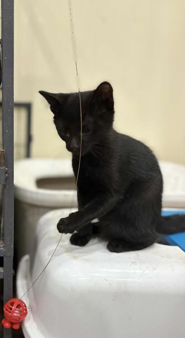 Cory, Adoptable, Young Male Domestic Short Hair.