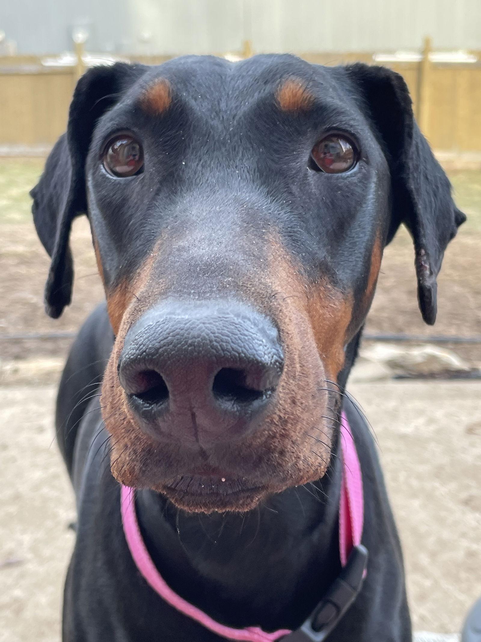 Anna, Adoptable, Young Female Doberman Pinscher.