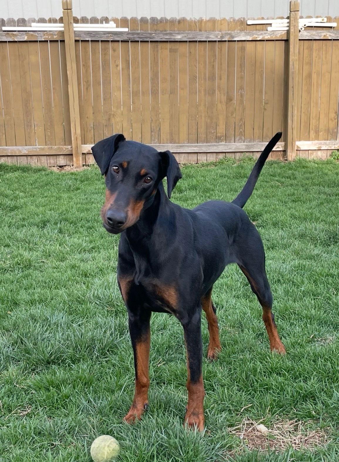 Enlarge Anna, a Adoptable Doberman Pinscher in Minneapolis, MN image 2/3