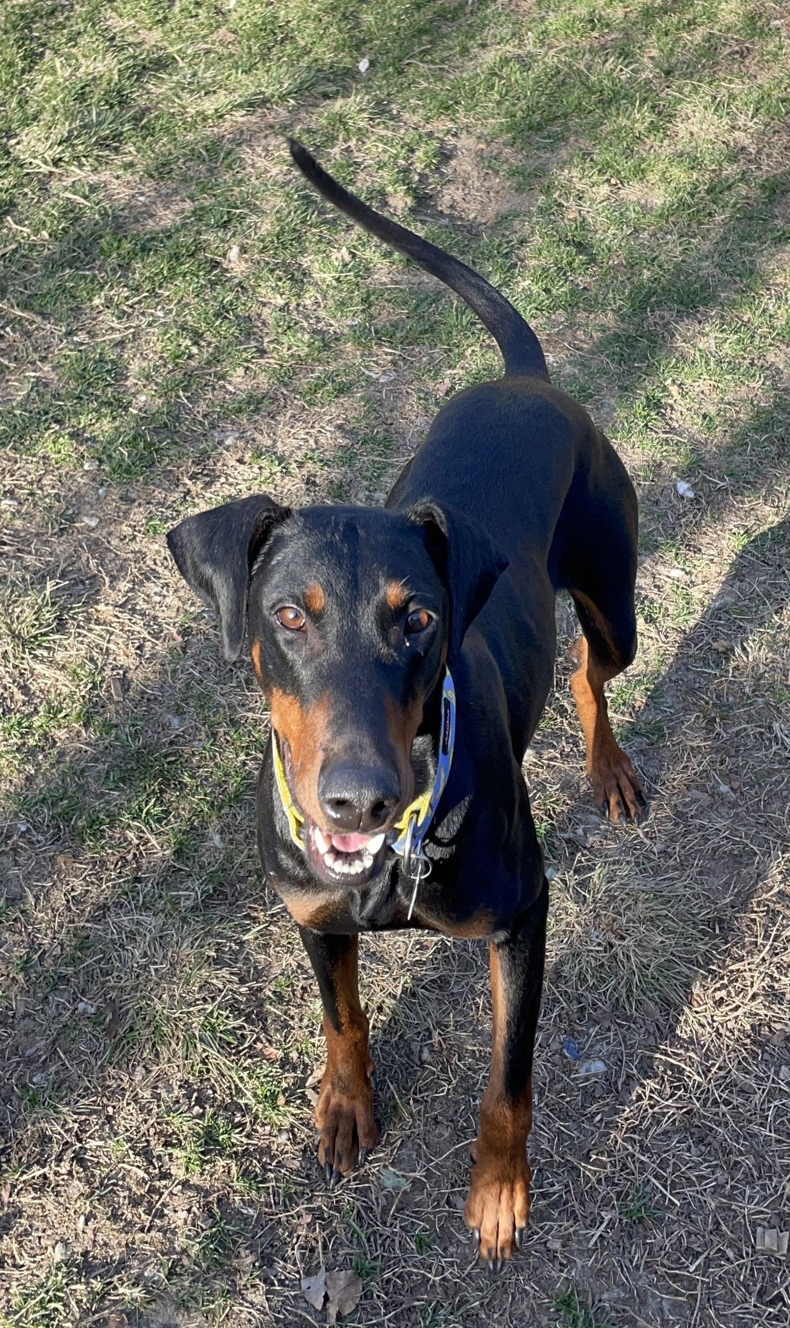 Enlarge Anna, a Adoptable Doberman Pinscher in Minneapolis, MN image 3/3