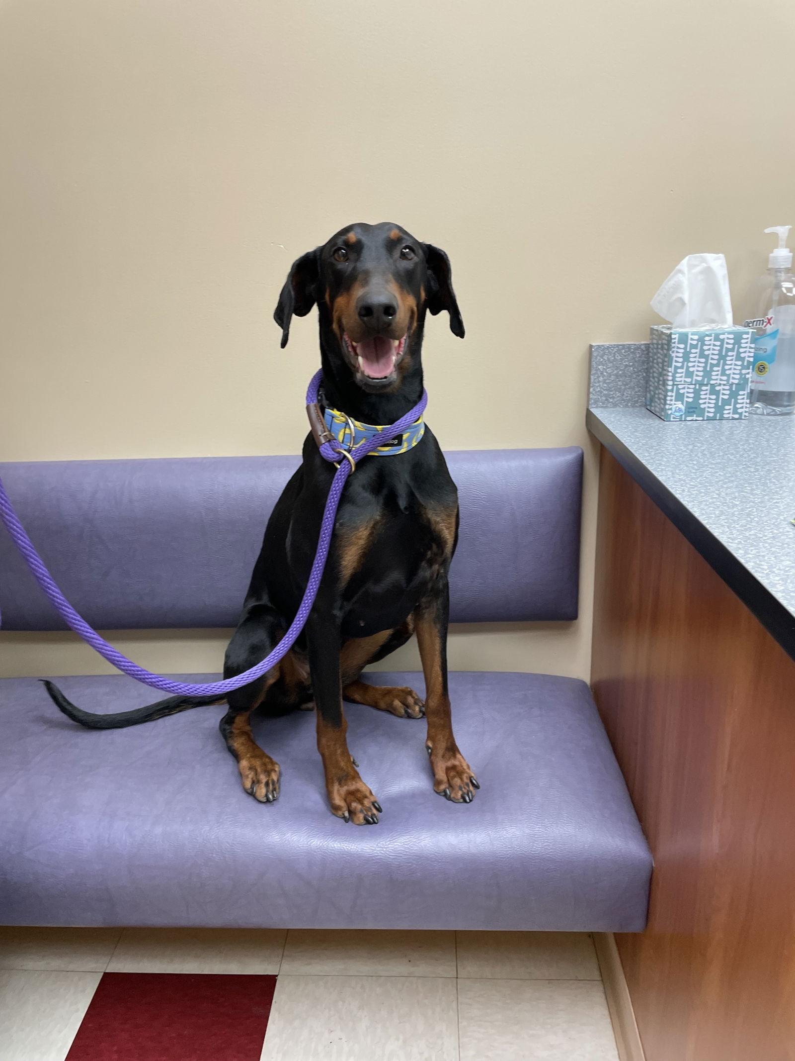 Enlarge Anna, a Adoptable Doberman Pinscher in Minneapolis, MN image 3/3